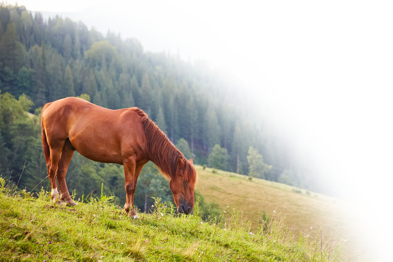 Horsemanship-hannover-niedersachsen